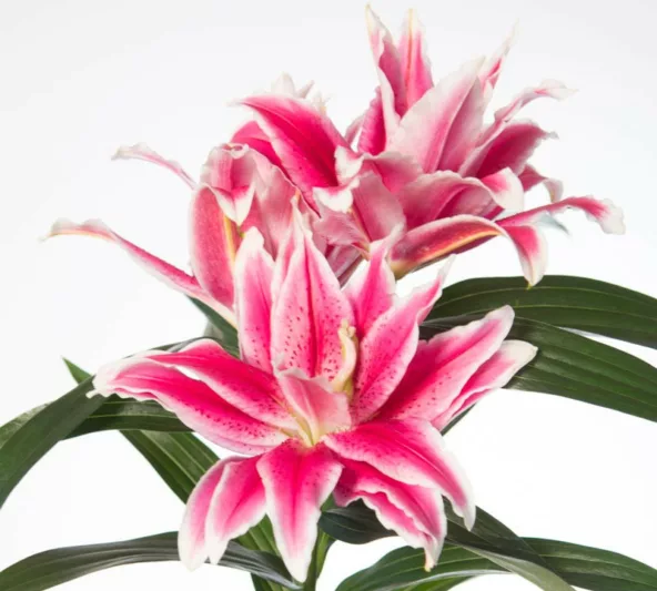 Lilium Roselily Tatsjana, Lily Tatsjana, Double Oriental Lily, Oriental Lilies, Pink Lilies, Fragrant lilies, Lily flower, Lily Flower
