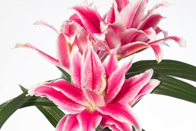 Lilium Roselily Tatsjana, Lily Tatsjana, Double Oriental Lily, Oriental Lilies, Pink Lilies, Fragrant lilies, Lily flower, Lily Flower