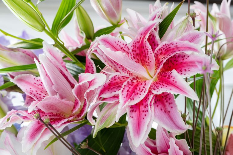 Lilium Roselily Thalita, Lily Thalita, Double Oriental Lily, Oriental Lilies, Pink Lilies, Fragrant lilies, Lily flower, Lily Flower