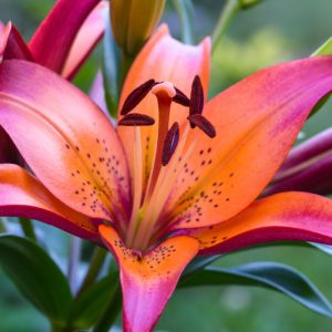 Lilium 'Royal Sunset', Lily Royal Sunset, Asiatic Lily, Bicolored Lilies, Fragrant lilies, Lily flower, Lily Flowers