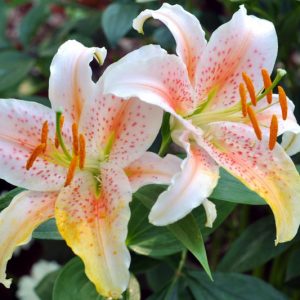 Lilium 'Salmon Star', Lily 'Salmon Star', Oriental Lily 'Salmon Star', Summer flowering Bulb, mid summer lilies, late summer lilies, white lilies, Fragrant lilies