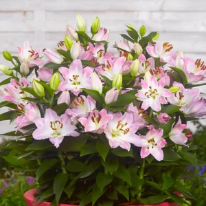 Lilium 'Souvenir', Lily 'Souvenir', Oriental Lily 'Souvenir', Dwarf Oriental Lily 'Souvenir', Oriental Lilies, Pink Lilies, Fragrant lilies, Lily flower, Lily Flower