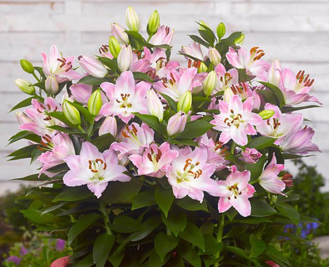 Lilium 'Souvenir', Lily 'Souvenir', Oriental Lily 'Souvenir', Dwarf Oriental Lily 'Souvenir', Oriental Lilies, Pink Lilies, Fragrant lilies, Lily flower, Lily Flower
