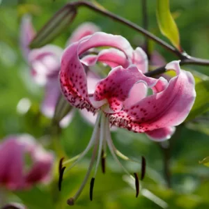 Lilium Speciosum, Lilium Speciosum Rubrum, Japanese Lilies, Showy Lilies, Red Japanese Lilies, Pink Lilies, Fragrant lilies, Lily flower, Lily Flower