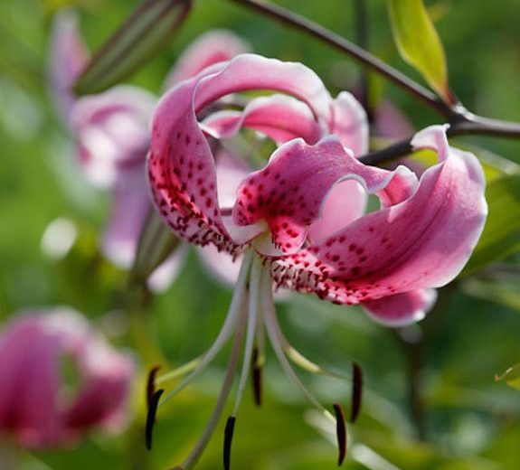 Lilium Speciosum, Lilium Speciosum Rubrum, Japanese Lilies, Showy Lilies, Red Japanese Lilies, Pink Lilies, Fragrant lilies, Lily flower, Lily Flower