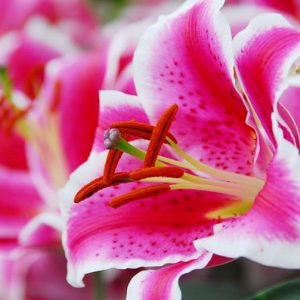 Lilium 'Starfighter', Lily 'Starfighter', Oriental Lily 'Starfighter'', Oriental Lilies, Pink Lilies, Fragrant lilies, Lily flower, Lily Flower