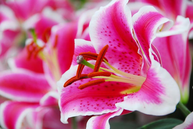 Lilium 'Starfighter', Lily 'Starfighter', Oriental Lily 'Starfighter'', Oriental Lilies, Pink Lilies, Fragrant lilies, Lily flower, Lily Flower