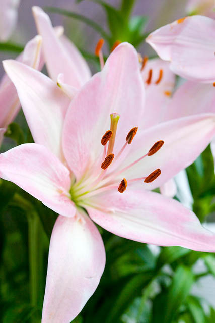 small lily Tiny® Diamond Asiatic Lily (Lilium \u0027Tiny Diamond\u0027) in Inver Grove