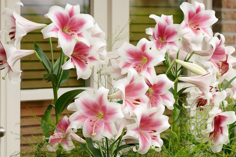 Lilium Triumphator, Lily Triumphator, Oriental Lily Triumphator, Longiflorum Oriental Hybrid 'Pink Heaven', Summer flowering Bulb, early summer flowering lilies, pink lilies