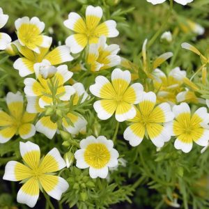 Limnanthes douglasii, Poached Egg Flower, Meadow Foam, Meadowfoam, Poached Egg Plant, Yellow Flowers