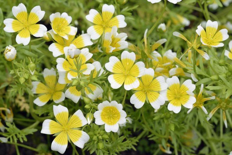 Limnanthes douglasii, Poached Egg Flower, Meadow Foam, Meadowfoam, Poached Egg Plant, Yellow Flowers