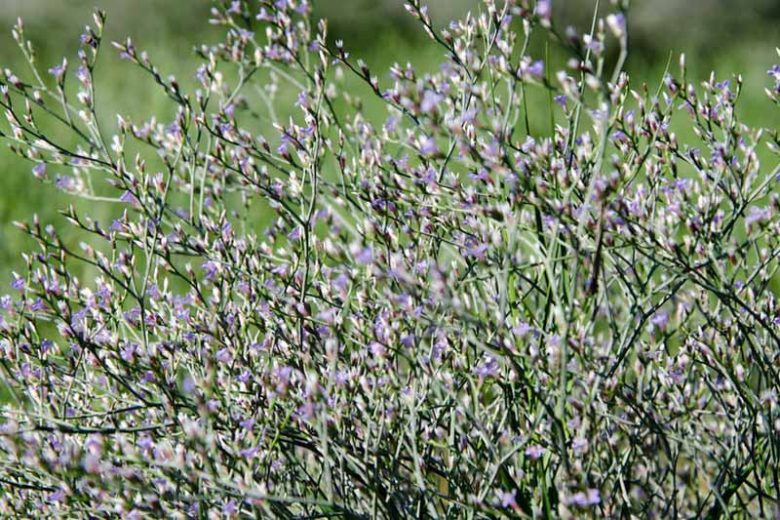 Limonium carolinianum, Carolina Sealavender, Sea Lavender, Limonium angustatum, Purple Flowers, Drought tolerant flowers,