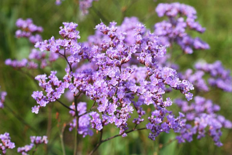 Limonium gmelinii, Siberian Statice, Purple Flowers, Drought tolerant flowers,