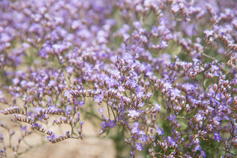 Seasonal Lavender Plant Care: Spring – Seafoam Lavender