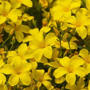 Linum flavum Compactum, Golden Flax 'Compactum', Yellow Flax 'Compactum', Yellow Flax, Drought tolerant perennials, Yellow perennial flowers, Low maintenance perennial