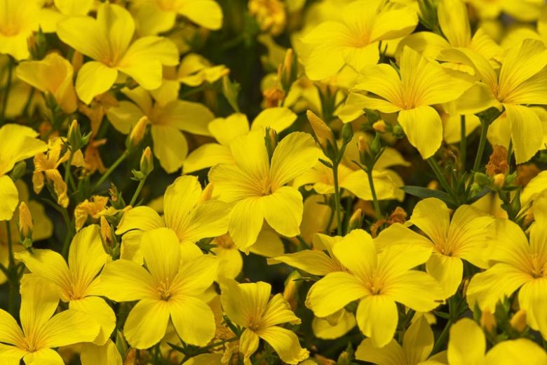 Linum flavum Compactum, Golden Flax 'Compactum', Yellow Flax 'Compactum', Yellow Flax, Drought tolerant perennials, Yellow perennial flowers, Low maintenance perennial
