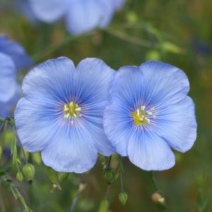 Linum usitatissimum, Flax, Common Flax, Lin, Line, Linn, Lint, Linseed Oil Plant, Drought tolerant flowers, Blue flowers