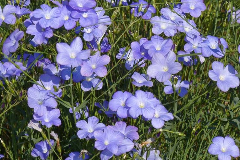 Linum narbonense, Blue Flax, Narbonne Flax, Drought tolerant perennials, Blue perennial flowers, Evergreen perennial, Low maintenance perennial