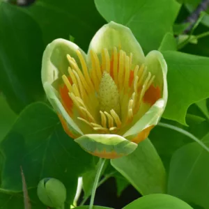 Liriodendron chinense, Chinese Tulip Tree, Fall Color, Tulip Flowers