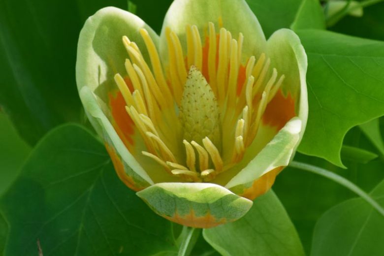Liriodendron chinense, Chinese Tulip Tree, Fall Color, Tulip Flowers