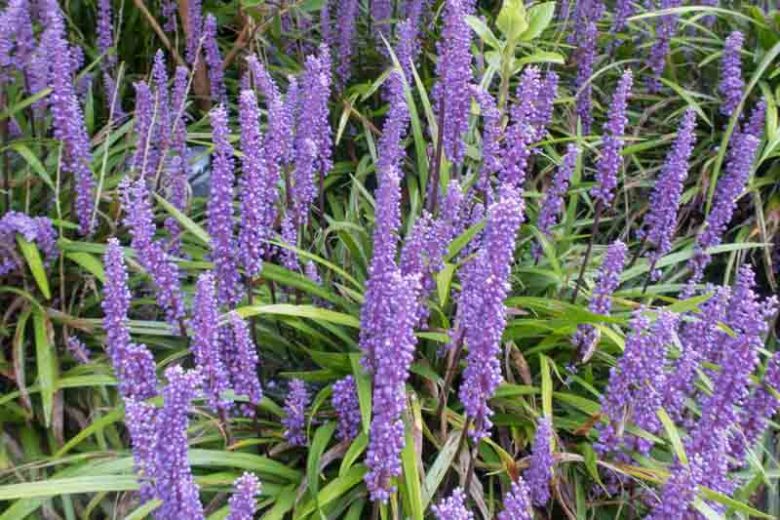 Liriope Muscari Big Blue, Big Blue Lily Turf, Lily Turf 'Big Blue', Blue Lily Turf 'Big Blue', Monkey Grass 'Big Blue', Purple flowers, Evergreen perennial,