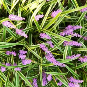 Liriope Muscari Gold Band, Lily Turf Gold Band, Blue Lily Turf Gold Band, Monkey Grass Gold Band, Big blue Lilyturf, Purple flowers, Evergreen perennial, Variegated Foliage