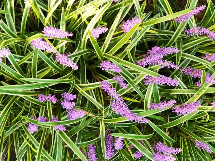 Liriope Muscari Gold Band, Lily Turf Gold Band, Blue Lily Turf Gold Band, Monkey Grass Gold Band, Big blue Lilyturf, Purple flowers, Evergreen perennial, Variegated Foliage
