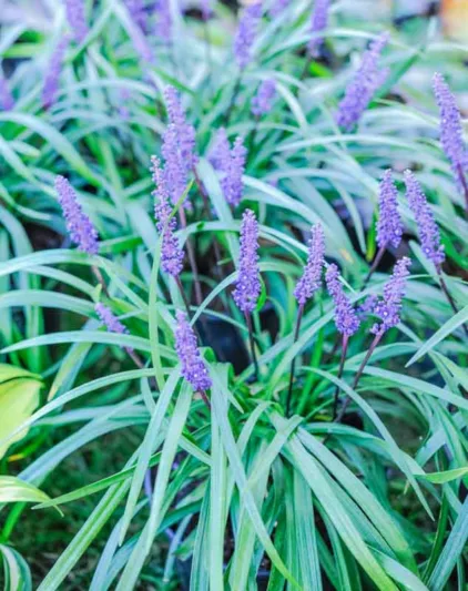 Liriope Muscari Royal Purple, Royal Purple Lily Turf, Lily Turf 'Royal Purple', Blue Lily Turf 'Royal Purple', Monkey Grass 'Royal Purple', Purple flowers, Evergreen perennial,