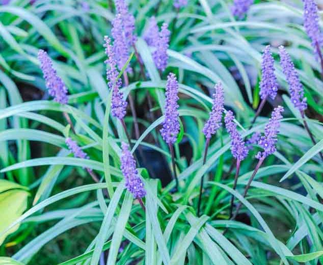 Liriope Muscari Royal Purple Lily Turf