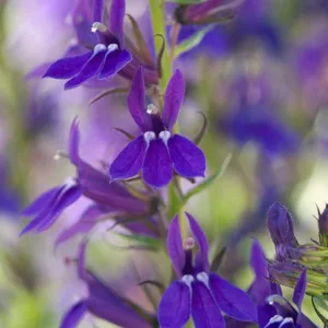 Lobelia 'Vedrariensis', Lobelia speciosa 'Vedrariensis' , Lobelia x gerardii 'Vedrariensis', Hybrid Purple Lobelia, Purple Lobelia, Cardinal Flower, Purple flowers, Pink flowers