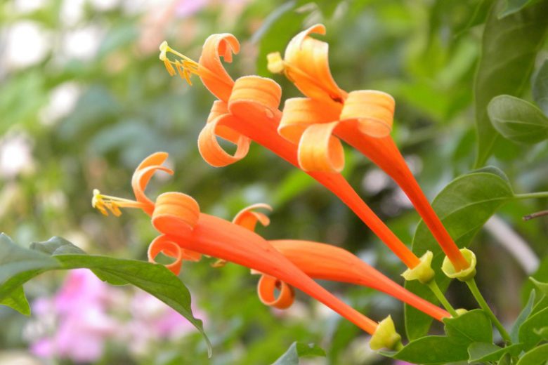 Lonicera ciliosa, Orange Honeysuckle, Western Trumpet Honeysuckle, Orange flowers