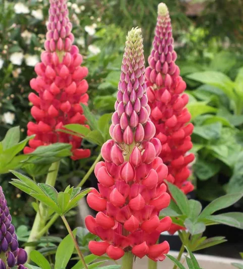 Lupinus 'Beefeater', Lupine 'Beefeater', Lupin 'Beefeater', Band of Noble Series, Russel Hybrids, Bicolor flowers, Red flowers, Orange flowers, Orange lupins, Red Lupins