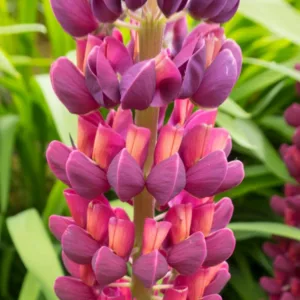 Lupinus 'Masterpiece', Lupine 'Masterpiece', Lupin 'Masterpiece', Band of Noble Series, Russel Hybrids, Bicolor flowers, Purple Flowers, Mauve Flowers