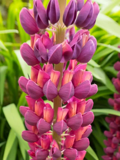 Lupinus 'Masterpiece', Lupine 'Masterpiece', Lupin 'Masterpiece', Band of Noble Series, Russel Hybrids, Bicolor flowers, Purple Flowers, Mauve Flowers