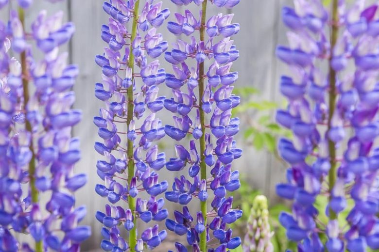 Lupinus albifrons, Silver Lupine, White-leaf Bush Lupine, Evergreen Lupine, Blue Flowers, Blue Perennial