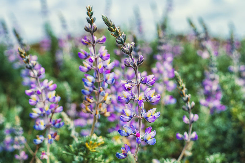 Lupinus argenteus, Silvery Lupine, Silver-Stem Lupine, Blue Flowers, Blue Perennial, Blue Wildflowers