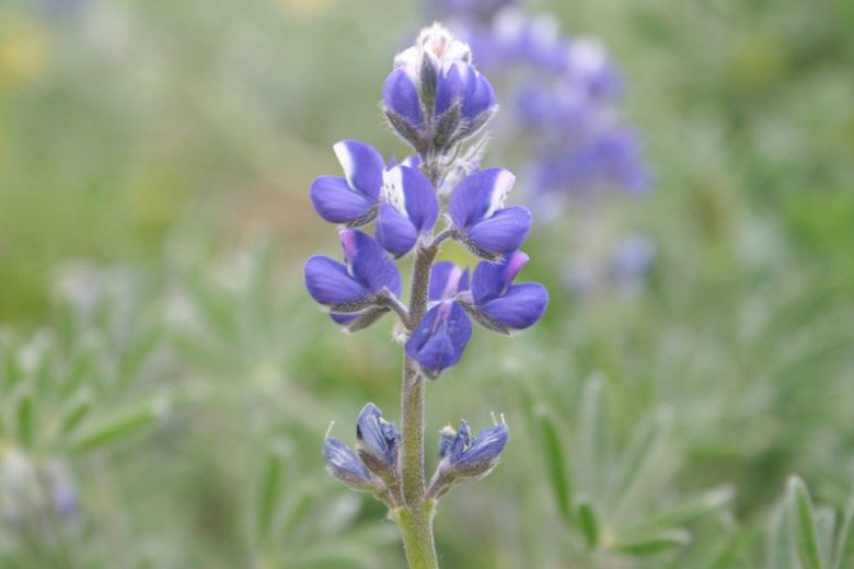 Lupinus bicolor, Miniature Lupine, Miniature Annual Lupine, Pygmy-Leaved Lupine, Blue Flowers, Blue annual