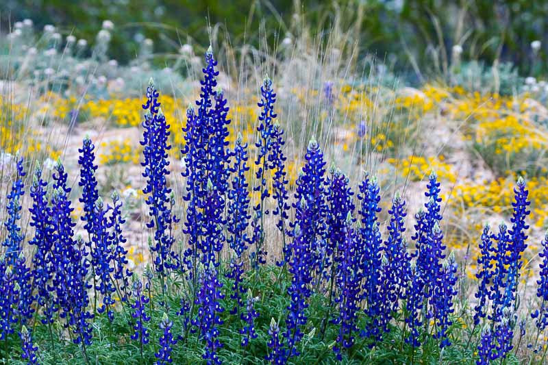 Lupinus havardii (Big Bend Bluebonnet)
