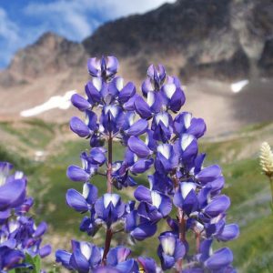 Lupines 