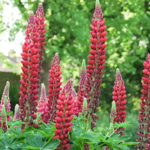 Lupinus 'My Castle', Lupine 'My Castle', Lupin 'My Castle', Band of Noble Series, Russel Hybrids, Bicolor flowers, Red flowers