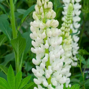 Lupinus 'Noble Maiden',Lupine 'Noble Maiden', Lupin 'Noble Maiden', Band of Noble Series, Russel Hybrids, White flowers, Cream flowers