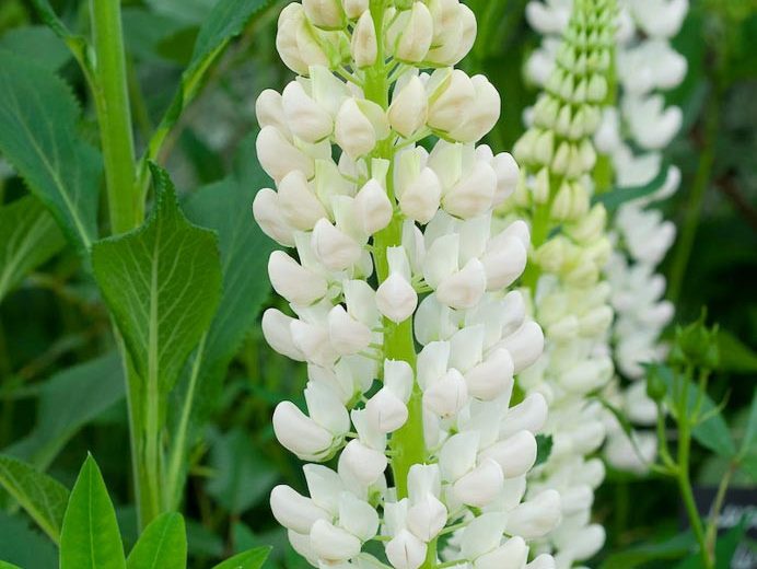 Lupinus 'Noble Maiden',Lupine 'Noble Maiden', Lupin 'Noble Maiden', Band of Noble Series, Russel Hybrids, White flowers, Cream flowers