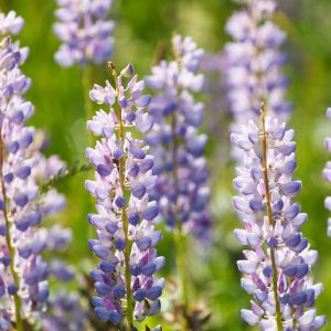 Lupinus perennis, Sundial Lupine, Wild Lupine, Perennial Lupine, Old Maid's Bonnets, Quaker Bonnets, Sundial, Sundial Lupin, Blue Flowers, Blue Perennial