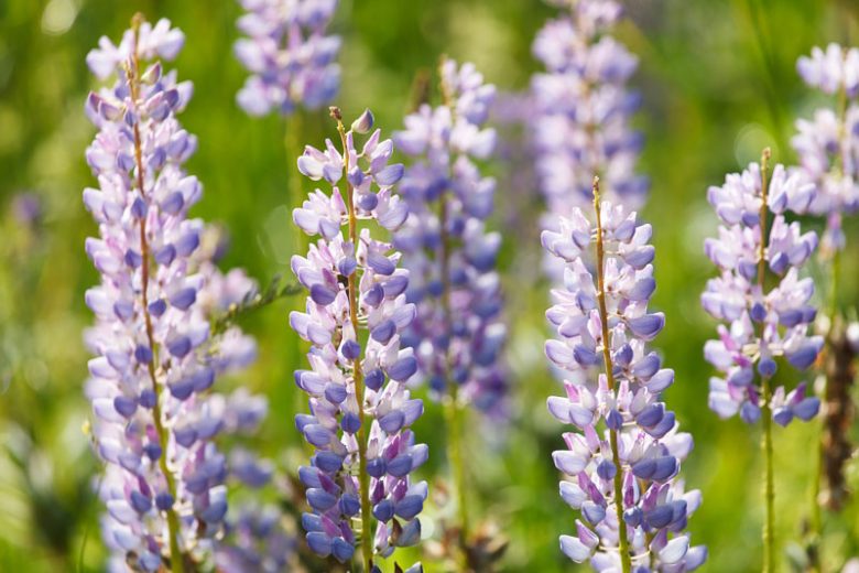 Lupinus perennis, Sundial Lupine, Wild Lupine, Perennial Lupine, Old Maid's Bonnets, Quaker Bonnets, Sundial, Sundial Lupin, Blue Flowers, Blue Perennial