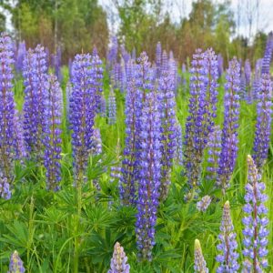 Lupinus polyphyllus, Bigleaf Lupine, Blue-pod Lupine, Meadow Lupine, Bog Lupine, Blue Flowers, Blue Perennial