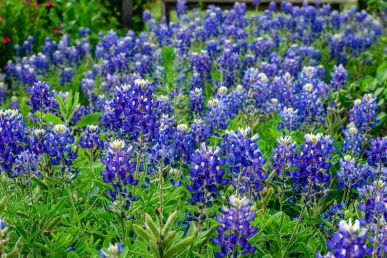 Lupinus texensis, Texas Bluebonnet, Bluebonnet, Texas Lupine, Buffalo Clover, Wolf Flower, Blue Flowers, Blue Annual