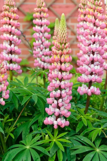 Lupinus 'The Chatelaine', Lupine 'The Chatelaine', Lupin 'The Chatelaine', Band of Noble Series, Russel Hybrids, Bicolor flowers, Pink flowers