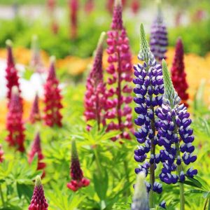 Lupinus 'The Governor', Lupine 'The Governor', Lupin 'The Governor', Band of Noble Series, Russel Hybrids, Bicolor flowers, Blue flowers