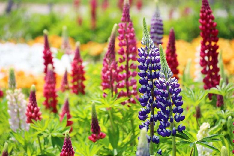 Lupinus 'The Governor', Lupine 'The Governor', Lupin 'The Governor', Band of Noble Series, Russel Hybrids, Bicolor flowers, Blue flowers