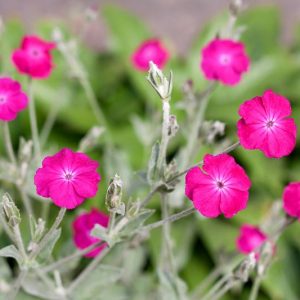 Lychnis Coronaria, Rose Campion, Rabbit's Ears, Crown Pink, Mullein Pink, Dry soil plant, deer resistant plant, AGM plant